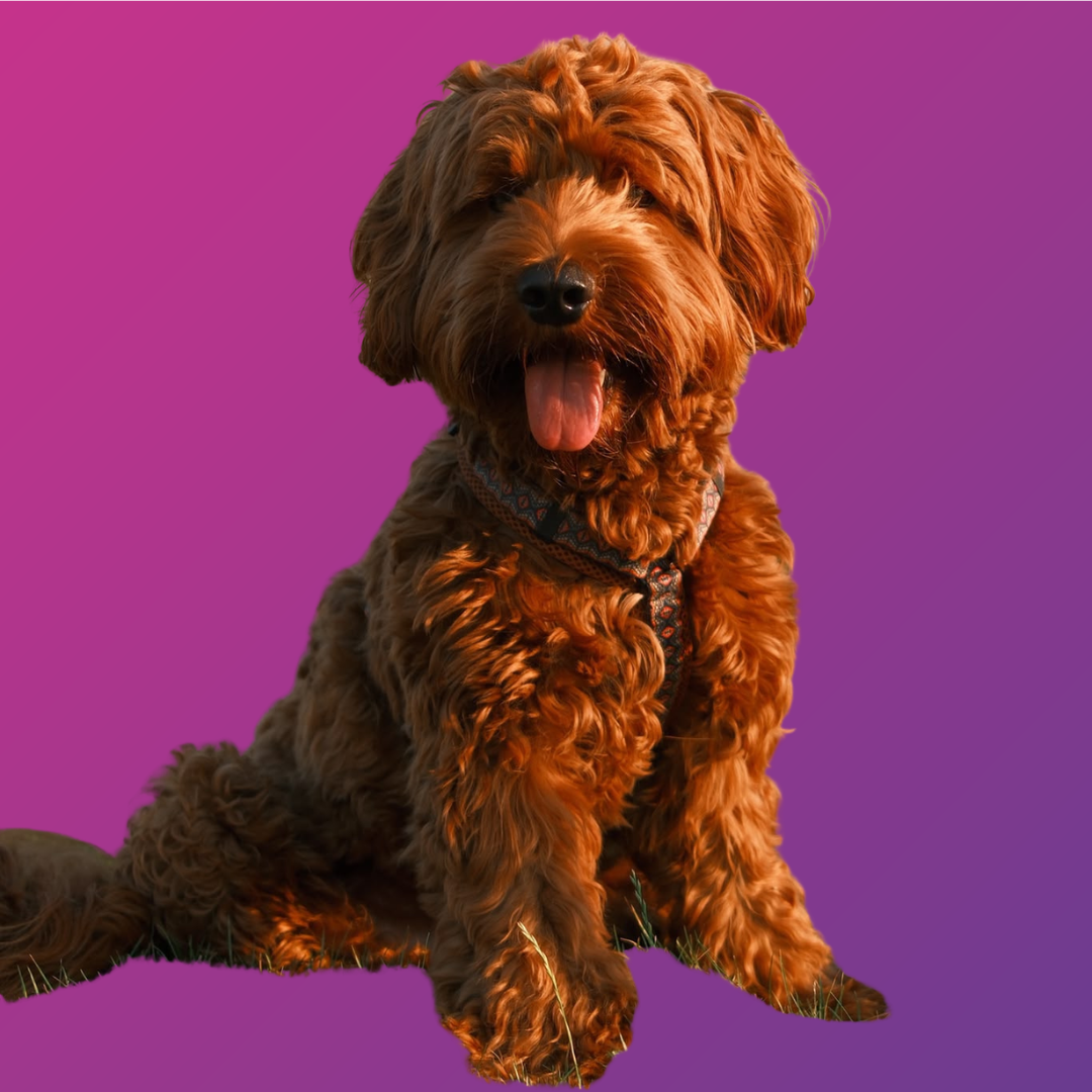 Maurice, de hond van het Flowkify-team